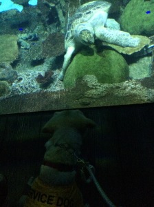 This photo is dark, but Bella was so funny with this turtle